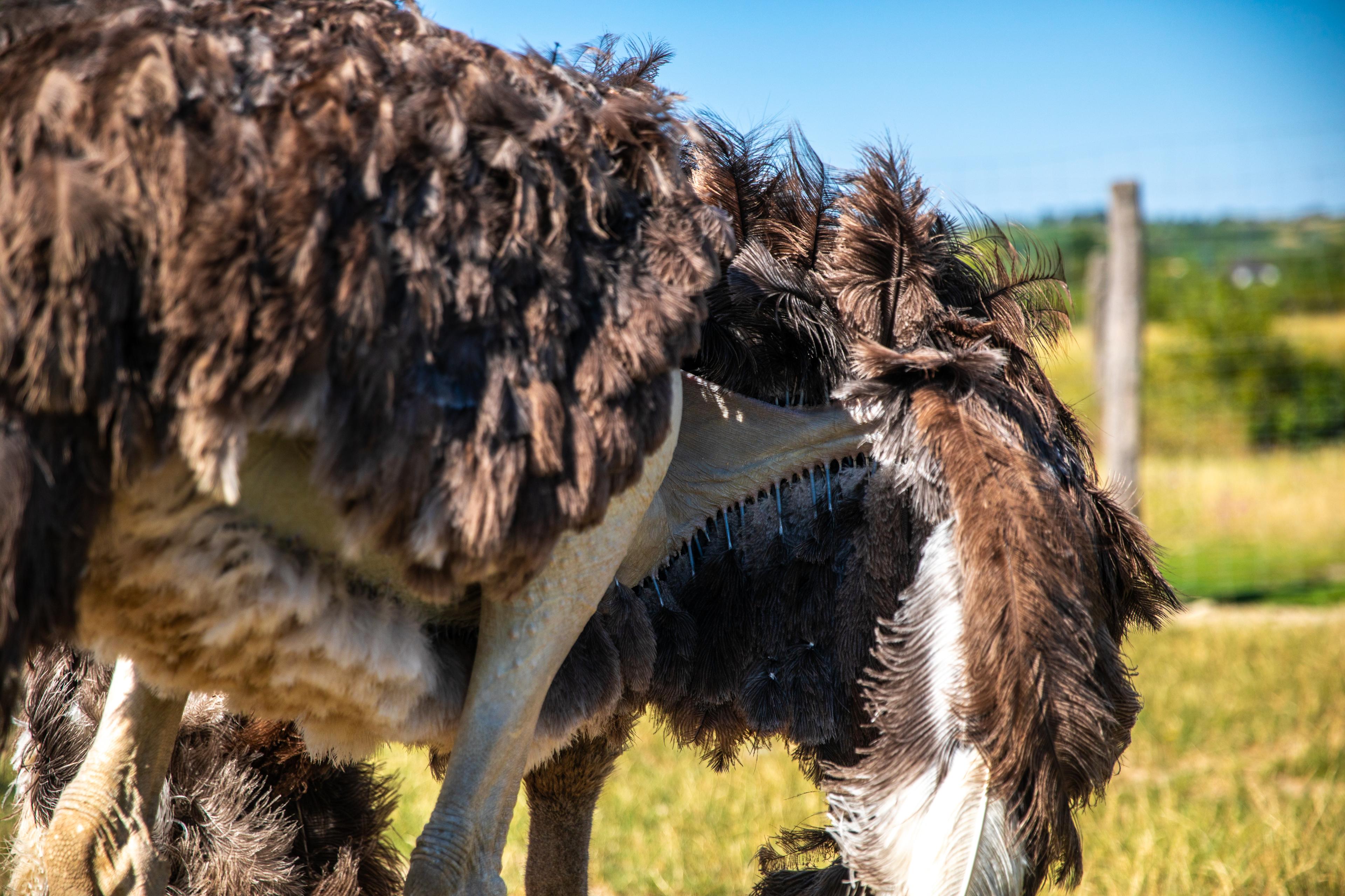 __Im Griechischen auch Kamelspatz oder großer Spatz genannt,__

heißt die Gattung des Afrikanischen Straußes *struthios camelus*, ein Begriff, der auf die langverzweigte Kulturgeschichte und Auseinandersetzung mit dem Laufvogel hindeutet.